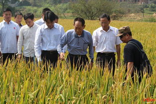 超级稻产量多少,超级稻有哪些优势,2021年超级水稻亩产量