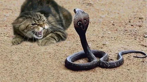 猫咪来辟谣 我以为是蛇呢,怕黄瓜不可能