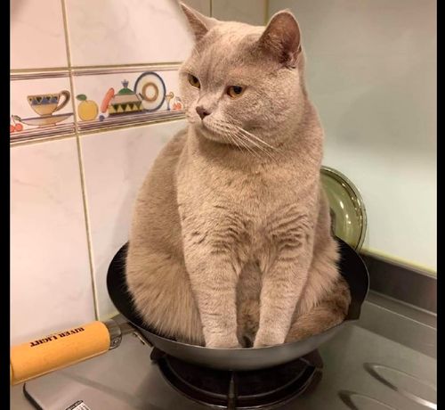 网友想要做饭,猫咪却坐在锅里面不肯出来,猫 快点开火吧