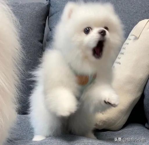 原来 博美犬 这么可怕,怪不得 弃养率 那么高