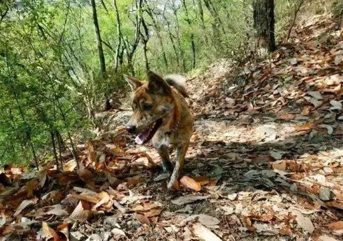 猛犬中的 刽子手 ,隐居深山,却能一招让野猪丧命