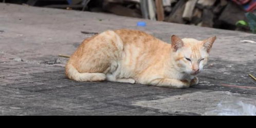 饥饿的母猫无力离开,大叔带来一盒肉,它叫小猫一起吃