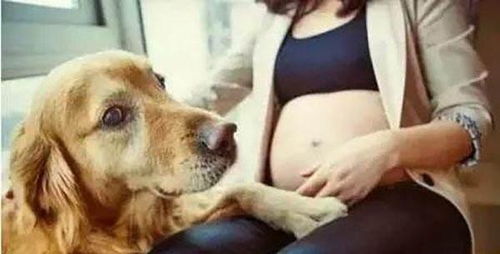 怀孕了要不要把家里的宠物狗送走 不送走可能发生什么样的危害