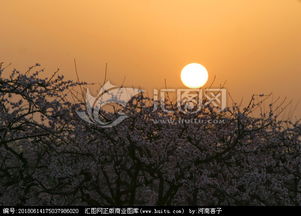 桃花 夕阳