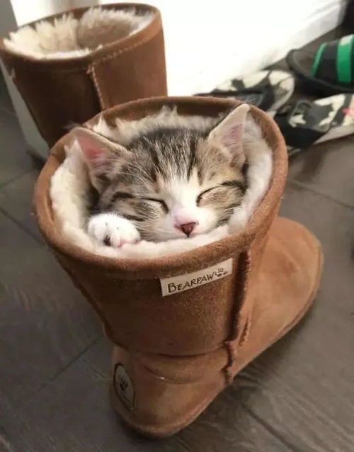 猫咪为什么喜欢咬鞋子 原因都跟宠主有关