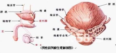 我的前列腺炎严重吗 NIH CPSI评分表