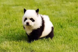 在吗,谁能借我700万,我想养一只熊猫 动物园 