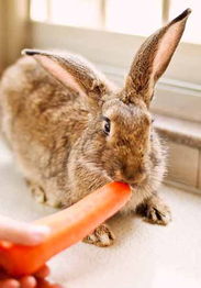 宠物兔和摩羯座(宠物兔和摩羯座的区别)(摩羯座和兔子)