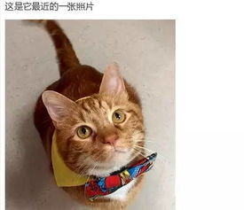 一只减肥成功的猫震惊了人类和整个喵界