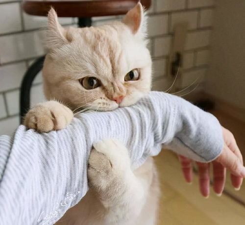 猫咪为什么喜欢咬主人的手 其实是想对你说这些话