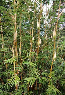 凤尾竹和散尾葵哪个好,凤尾葵与凤尾竹的区别？