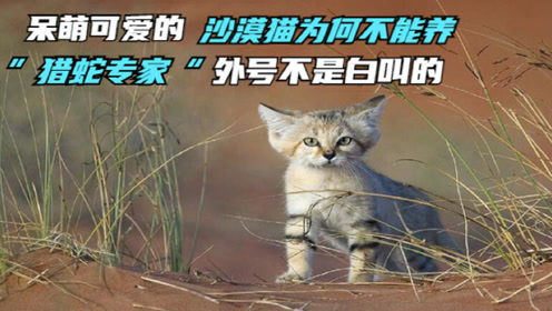 为何 猎蛇专家 沙漠猫不能养,再呆萌可爱也不行,看完还想养吗
