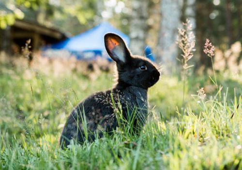 多瓦夫兔的性格特点如何,多瓦夫兔生活习性是怎么样的 饲养时需要注意哪些