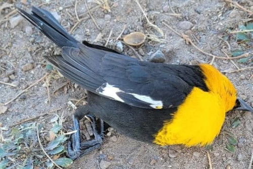 墨西哥数百只鸟诡异下坠,鸟尸遍布住宅区,为何有人很担忧