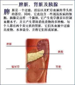 康源名医分享人体解剖图大全,值得收藏