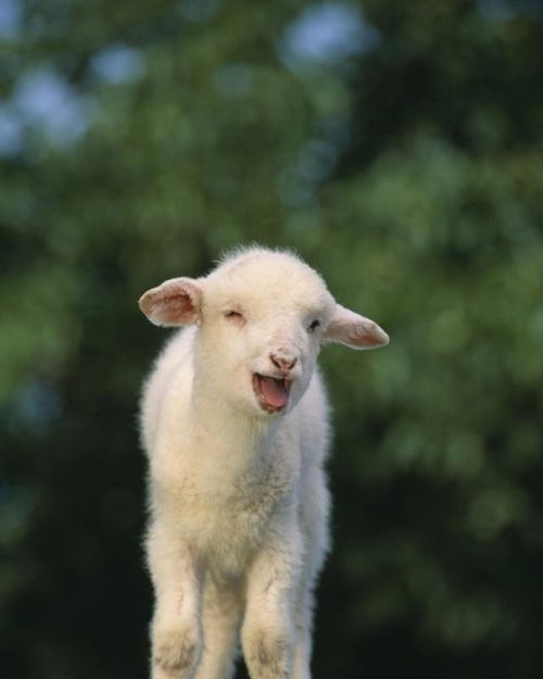绵羊刚刚性成熟不要配 什么时候配种最合适 冬羔和春羔哪个好