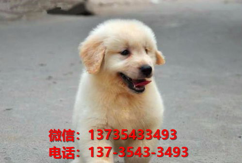 张家口宠物狗犬舍出售纯种金毛犬 宠物狗市场在哪网上哪里卖狗