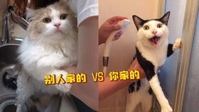 猫会自己清洗,一辈子不洗澡都没事 其实你错了