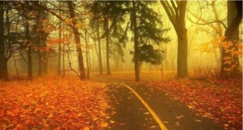 关于秋天和落叶的诗句