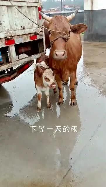 好可怜的牛宝宝,刚生下来没几天,就被淋了一天的雨 