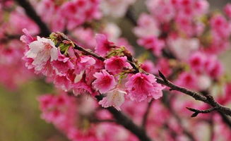 春天还没来,日本的樱花就开啦,美美美 