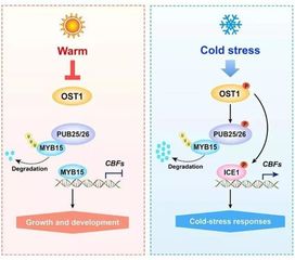 中国农业大学杨淑华等揭示植物冷应答调控的新机制