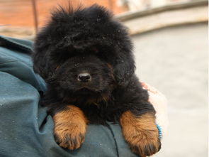 生财有道养殖警犬 