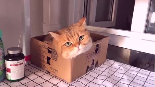 再好看的猫窝,都比不上一个纸盒对猫咪的吸引力 