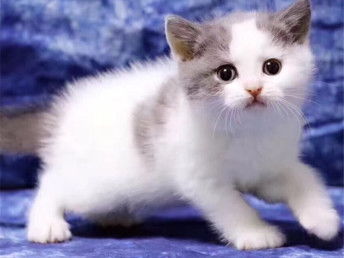 图 深圳哪里出售纯种英国蓝白短毛猫纯种英国蓝白短毛猫多少钱一只 深圳宠物猫 