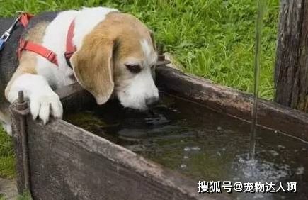 狗狗喝水篇 不要让你的无知,害了它