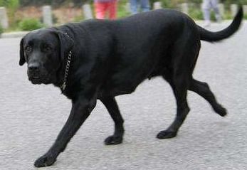 所有名犬大黑狗的品种是什么 