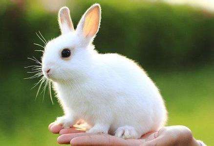 小兔子的特征和外貌 