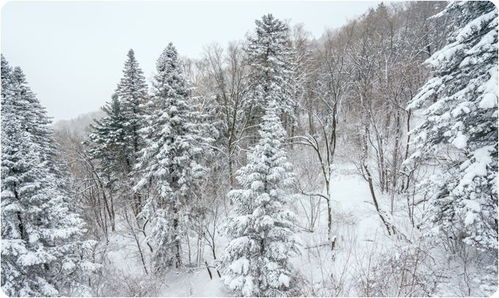 东北旅游热门景点介绍,雪乡五天四晚自由行攻略,附注意事项 美食篇