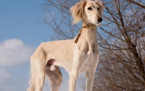 埃及法老最爱的狗狗,还被做成木乃伊,萨路基猎犬什么来头