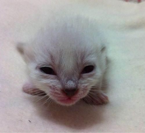 刚出生的小猫几天能睁开眼睛 