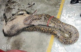 香港12尺巨蟒吞20磅小羊 为港最大无毒蛇种 