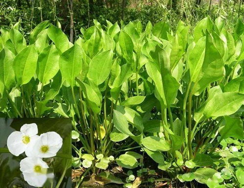 水 生 植 物 的 花 花 世 界