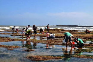 赶海啦 海阳人教你轻松俘获百斤小海鲜