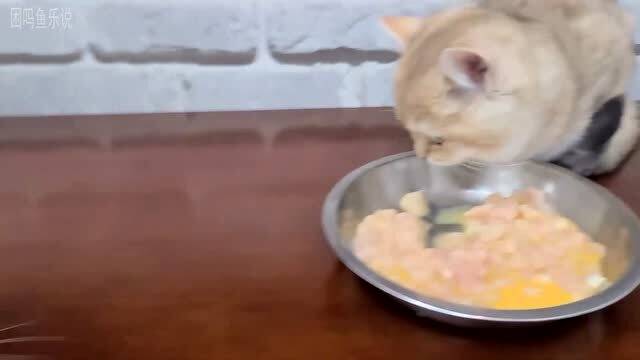 小奶猫和猫爸一起吃肉互相谦让 猫爸吃饭还不忘给小猫捋毛 