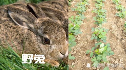 种植的大豆出苗后,被野兔偷吃了怎么办,如何防止野兔
