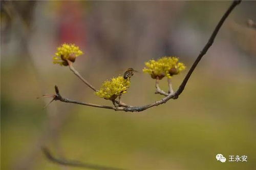 千古名句众皆知,灿灿黄花君未识 