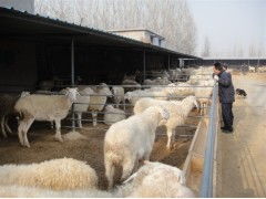 江苏哪里有小尾寒羊大型养殖场 