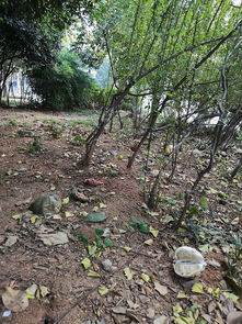 武汉佛祖岭社区外围绿化带万余个抛弃物发异味