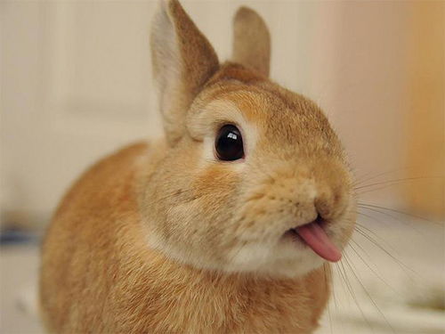 耳朵长长舌短短,萌兔绝招是舌头