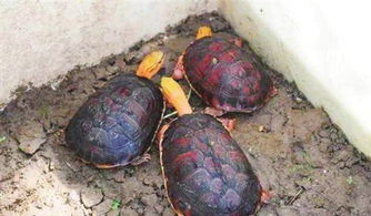 江苏太仓小伙养 黄金龟 一只龟种苗高达15万元