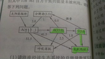 同化量和摄入量有什么区别