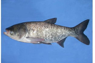 精养花白鲢鱼种密度