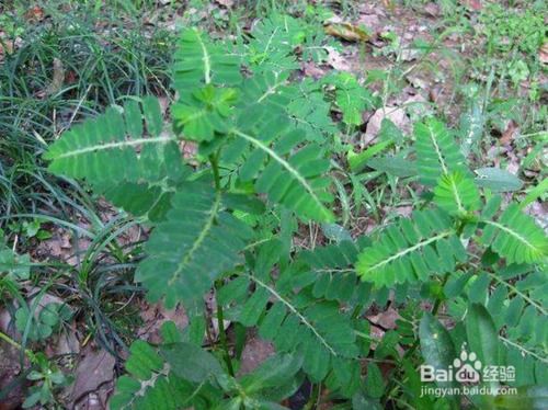 草种子种植方法全过程(草种子种植方法全过程图解)