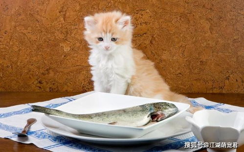 猫根本不爱吃鱼,也不能吃生鱼,现在了解还来得及