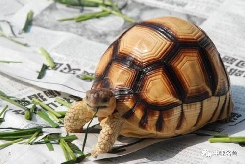 现今最珍贵的陆龟之一 安哥洛卡象龟 